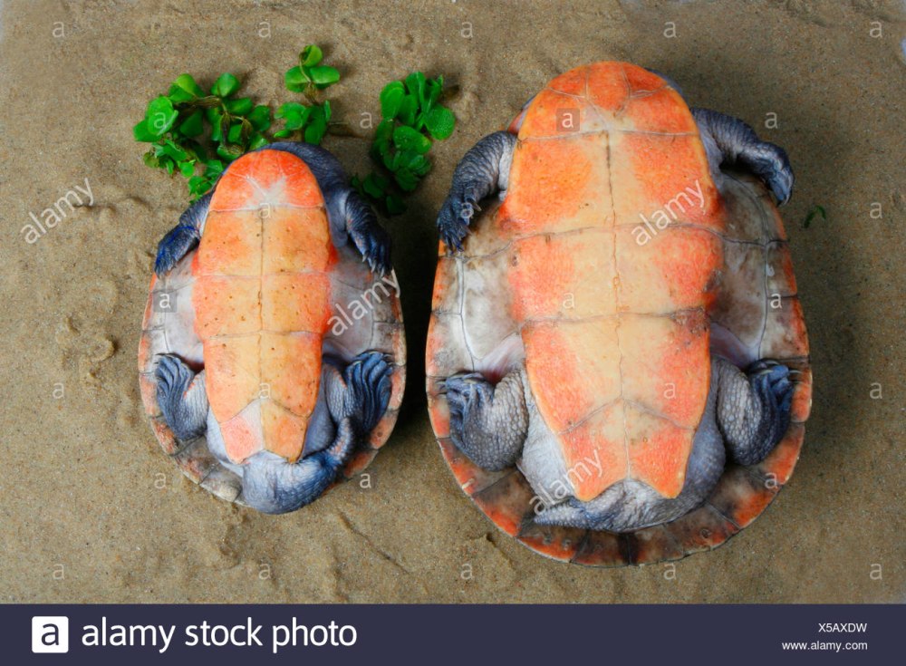 Черепаха эмидура краснобрюхая