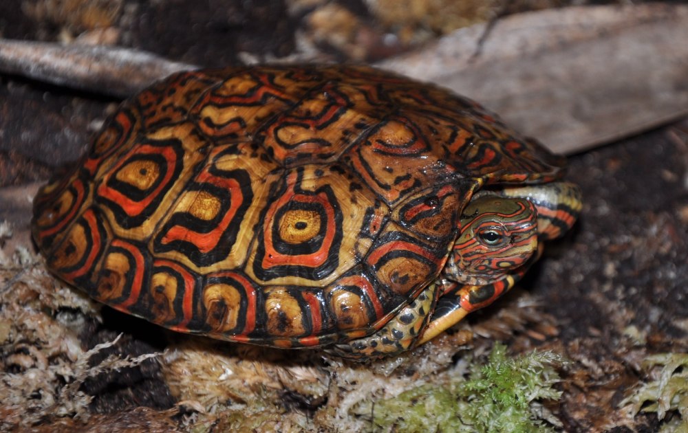 Шишковатая горбатая черепаха