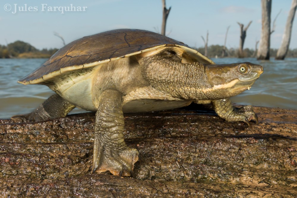 Черепаха эмидура краснобрюхая