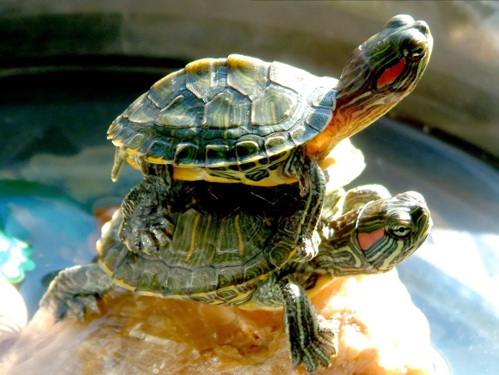 Красноухая Тортилла