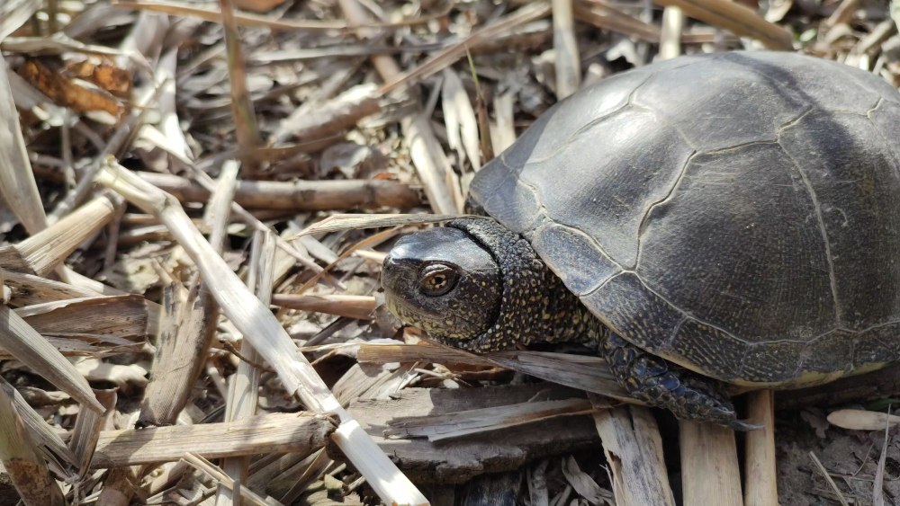Азиатские речные черепахи
