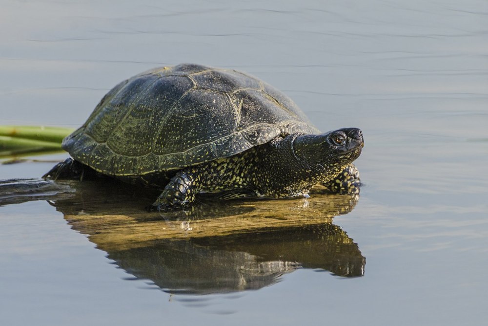 Европейская Болотная черепаха (Emys orbicularis)