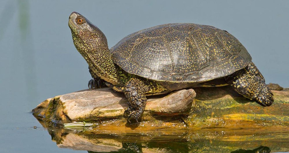 Европейская Болотная черепаха