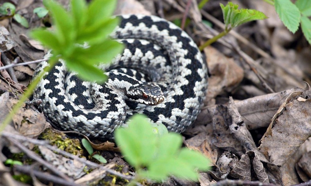 Обыкновенная гадюка (Vipera berus)