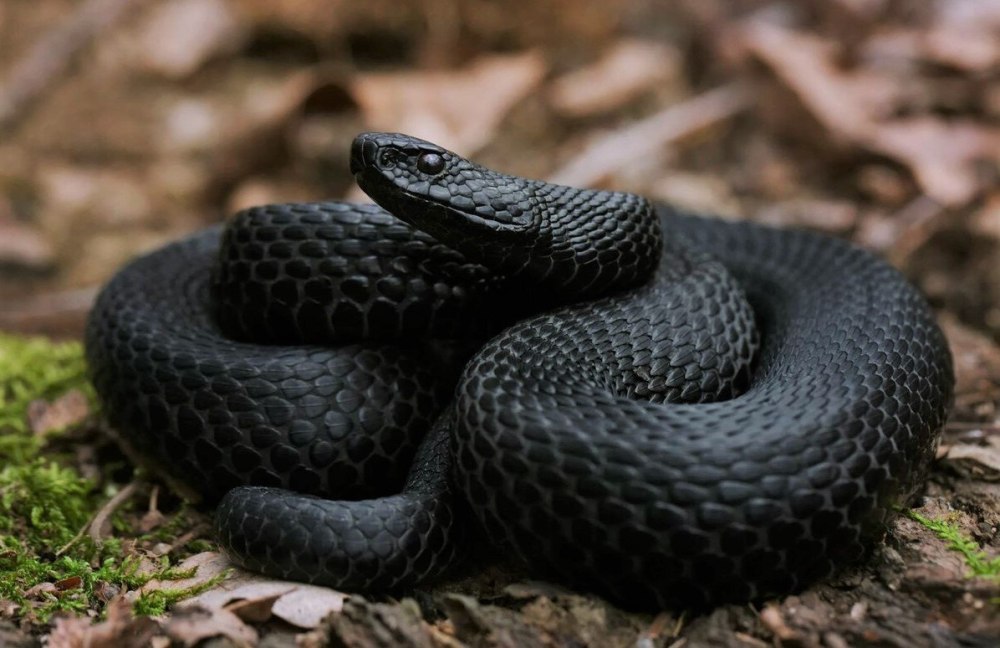Гадюка Никольского (Vipera nikolskii)