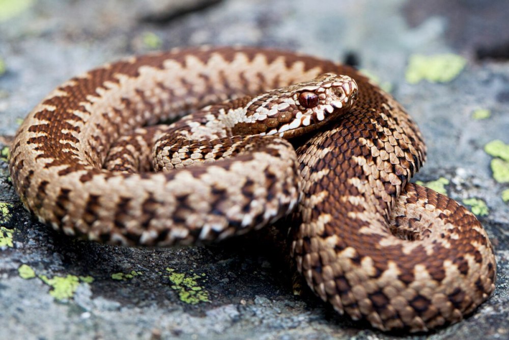 Обыкновенная гадюка (Vipera berus)