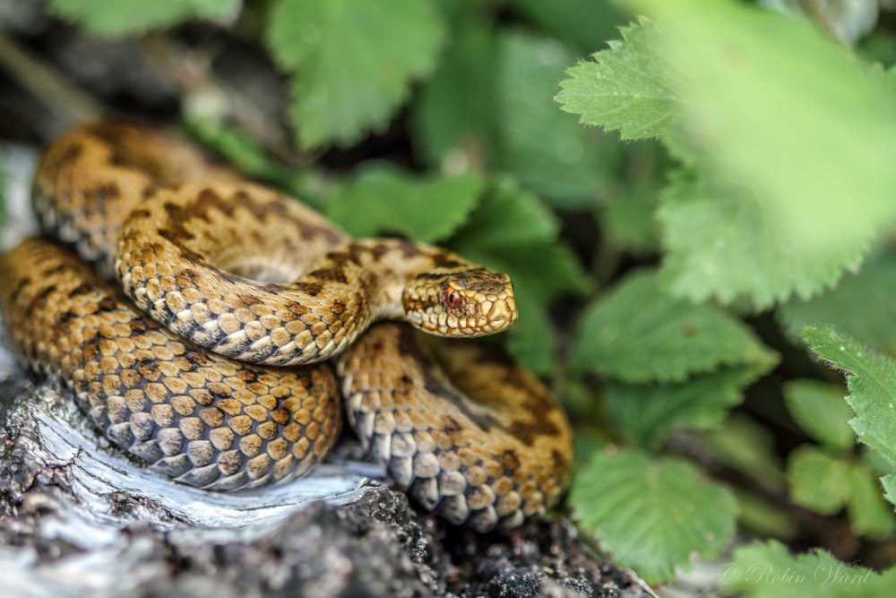 Обыкновенная гадюка (Vipera berus)