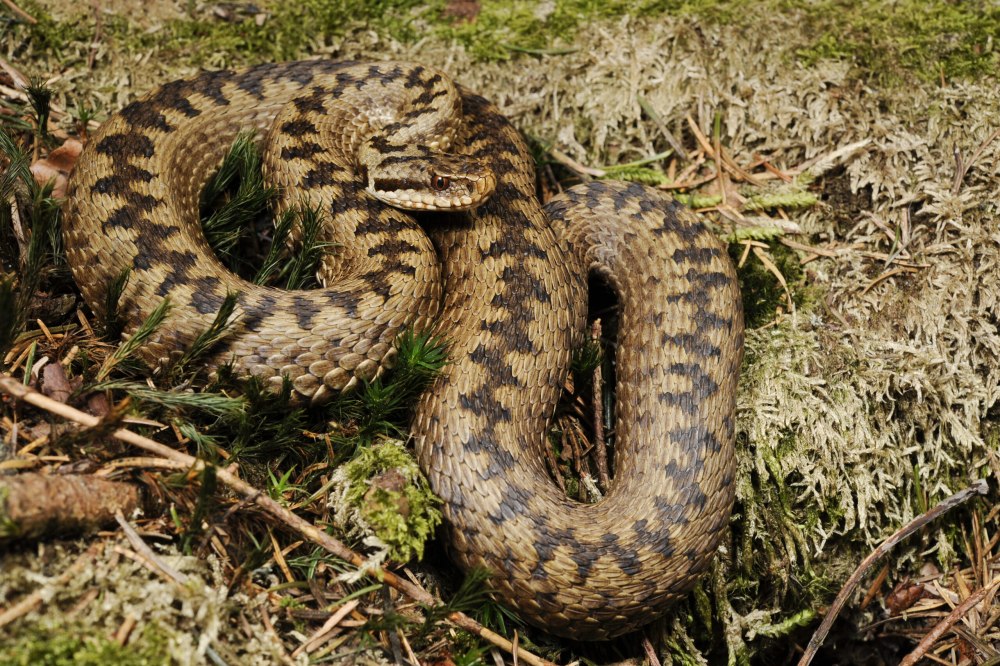 Обыкновенная гадюка (Vipera berus)