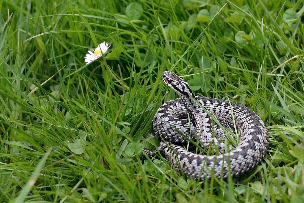 Обыкновенная гадюка (Vipera berus)