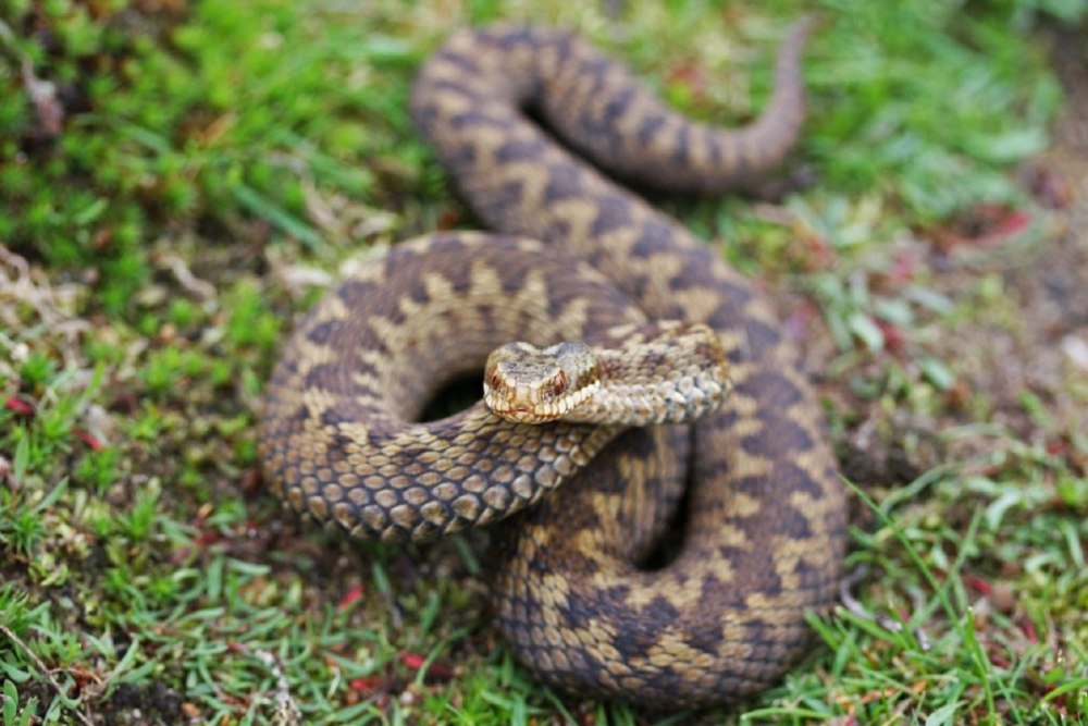 Vipera berus гадюка