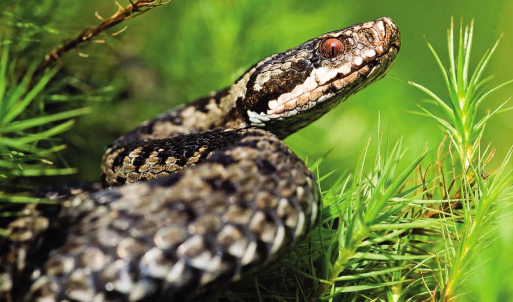 Обыкновенная гадюка (Vipera berus)