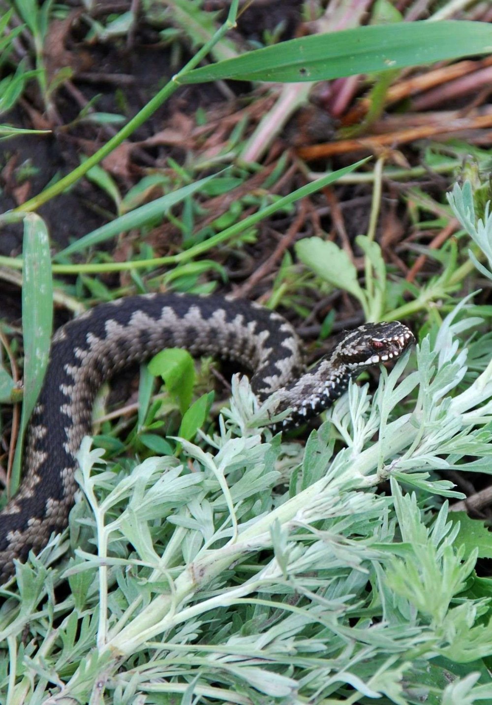 Обыкновенная гадюка (Vipera berus)