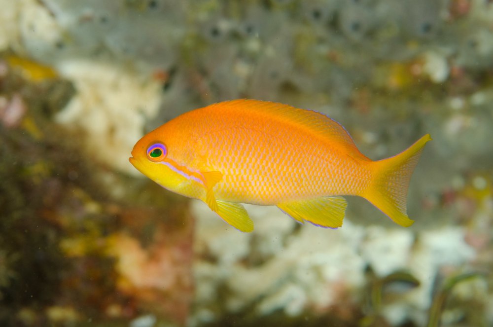 Pseudanthias squamipinnis