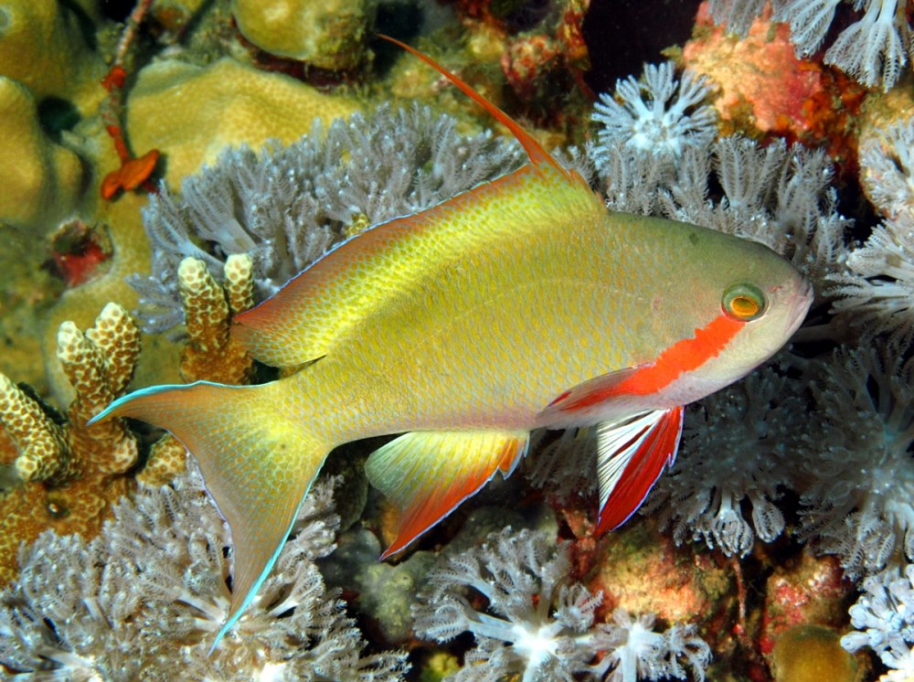 Pseudanthias huchtii