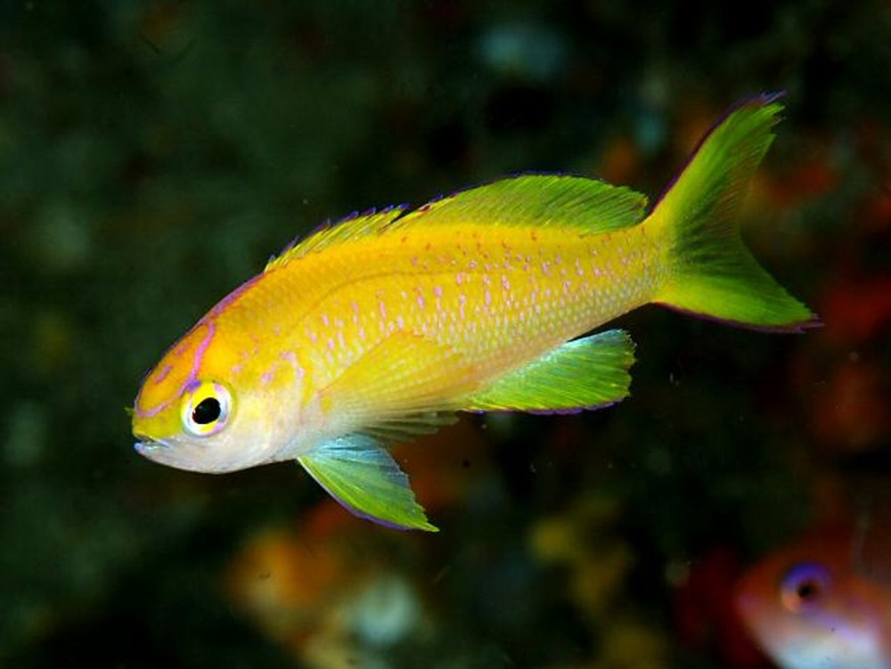 Pseudanthias hypselosoma