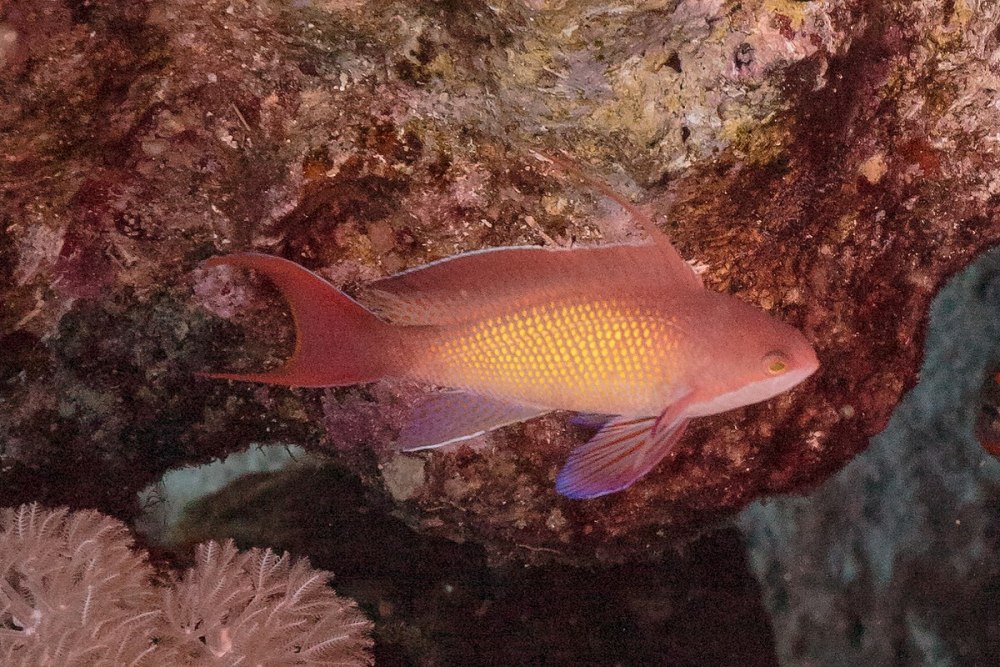 Pseudanthias squamipinnis