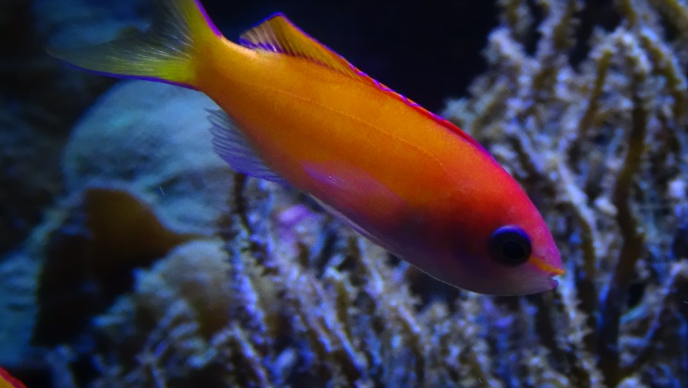 Антиас Краснощекий (самка) , м /Pseudanthias Hutchi (f)
