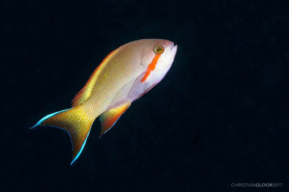 Pseudanthias huchtii