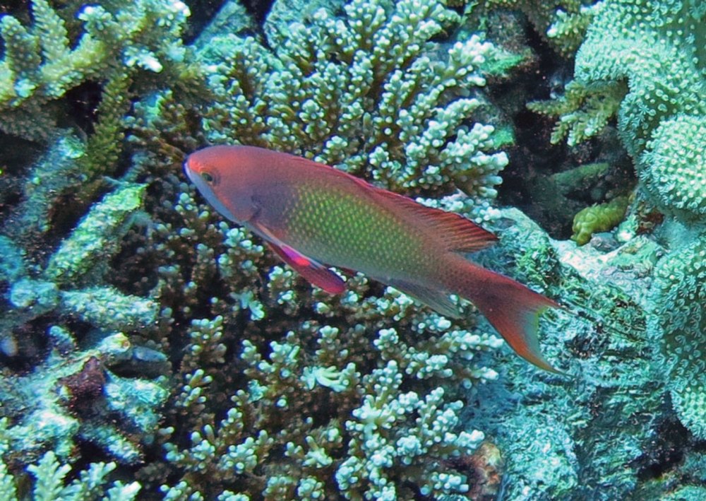 Антиас обыкновенный Полиприон(самка), m /Pseudanthias squamipinnis (f)