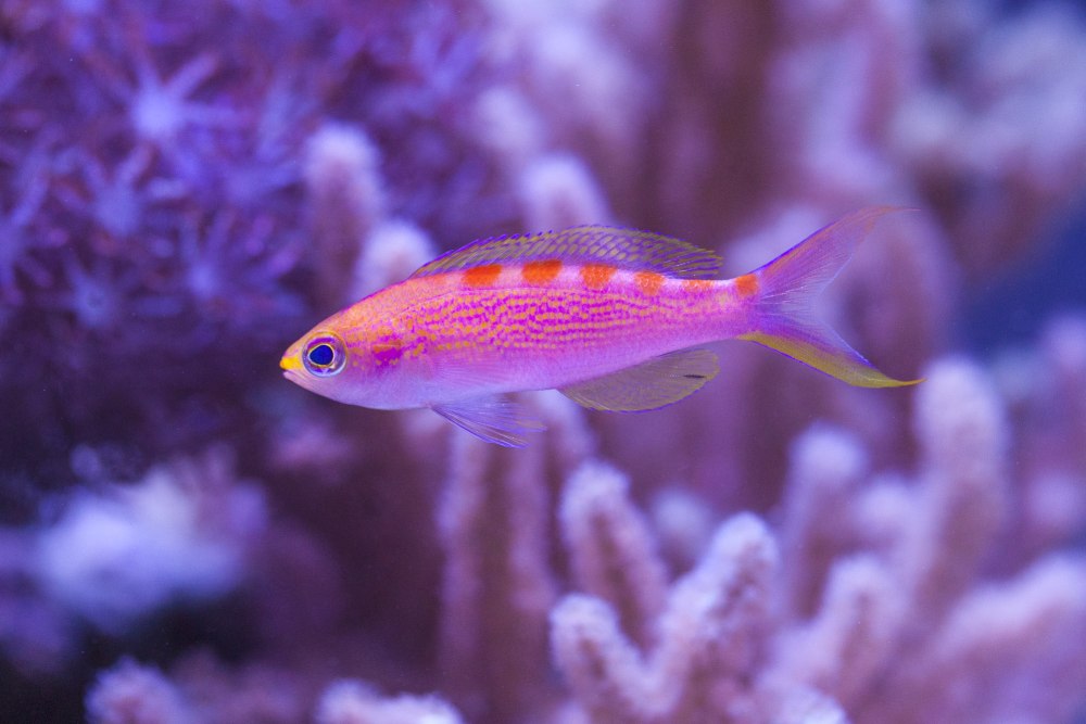 Pseudanthias flavoguttatus