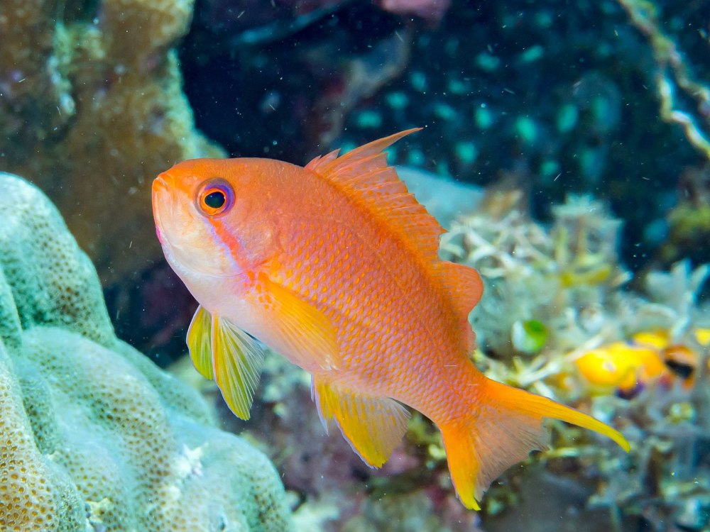 Anthias squamipinnis