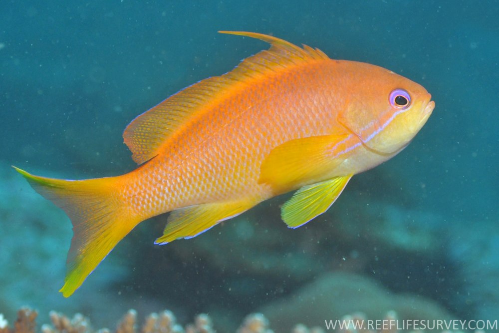 Pseudanthias cheirospilos