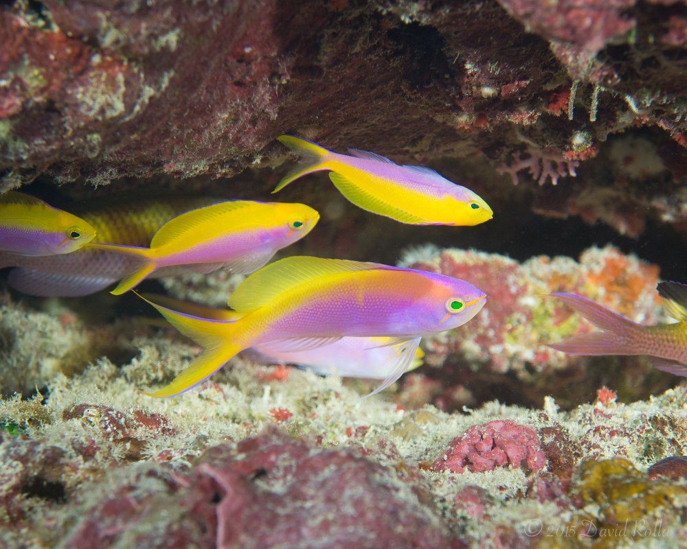 Антиас Краснощекий (самка) , м /Pseudanthias Hutchi (f)