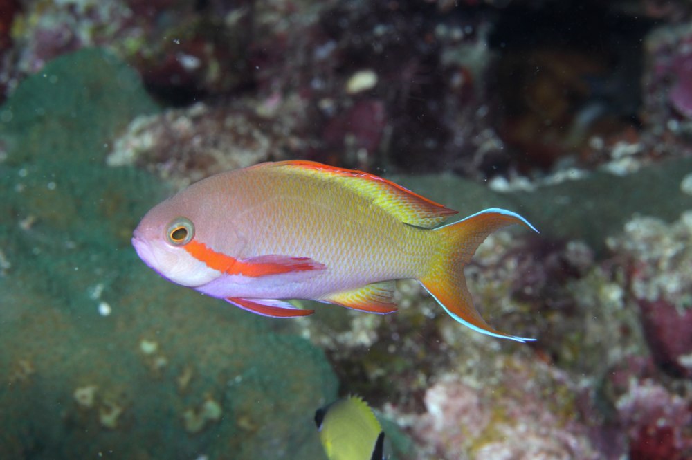 Pseudanthias huchtii