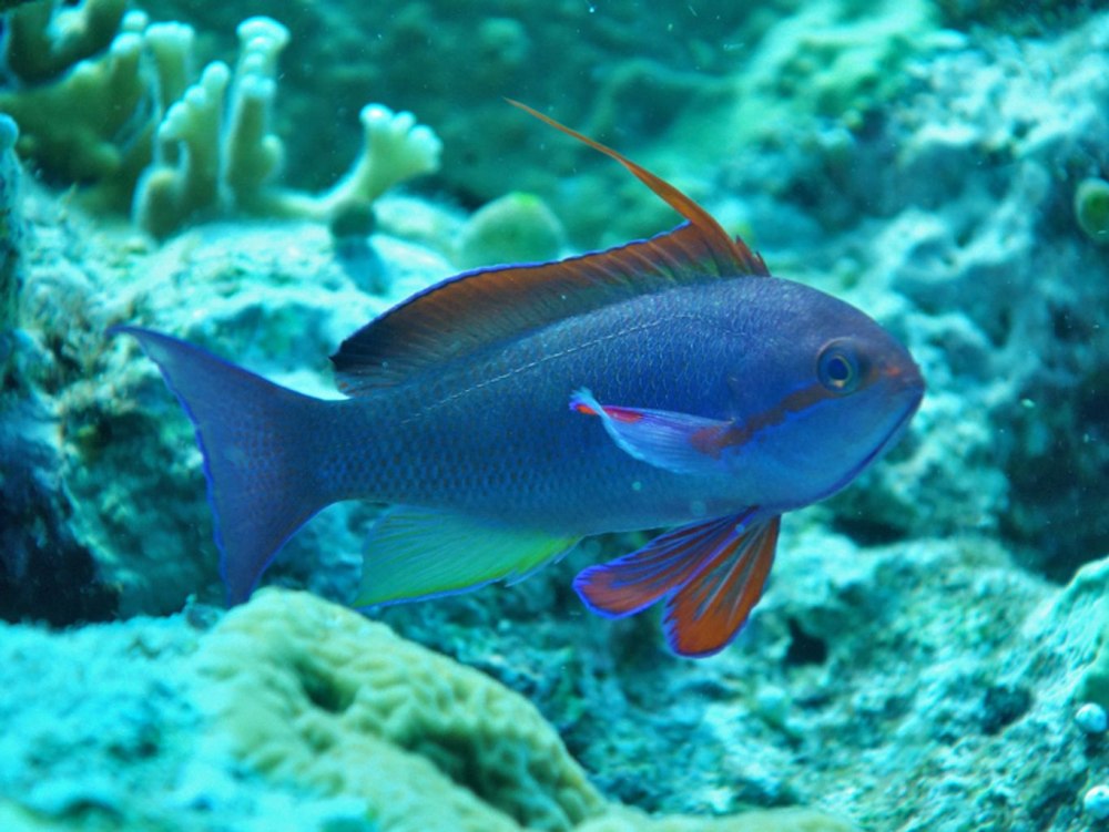Pseudanthias huchtii