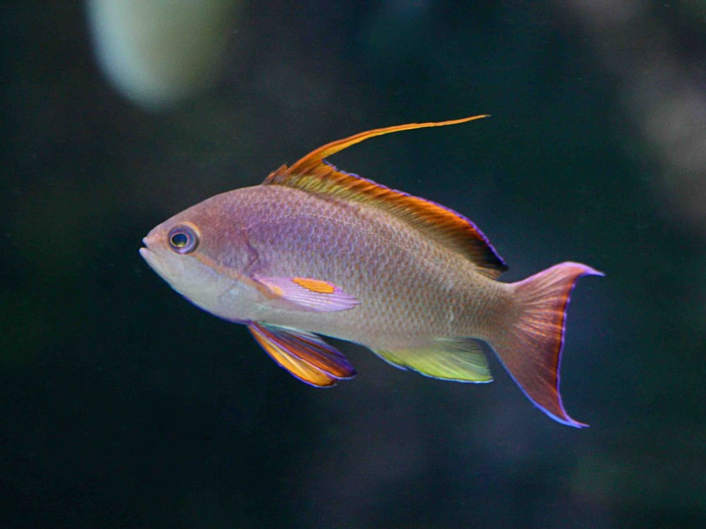 Pseudanthias squamipinnis