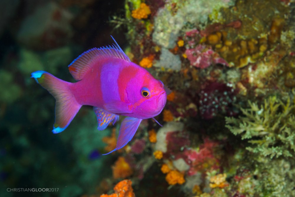 Pseudanthias Hutchi