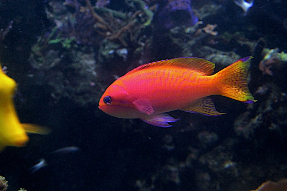 Pseudanthias bimaculatus