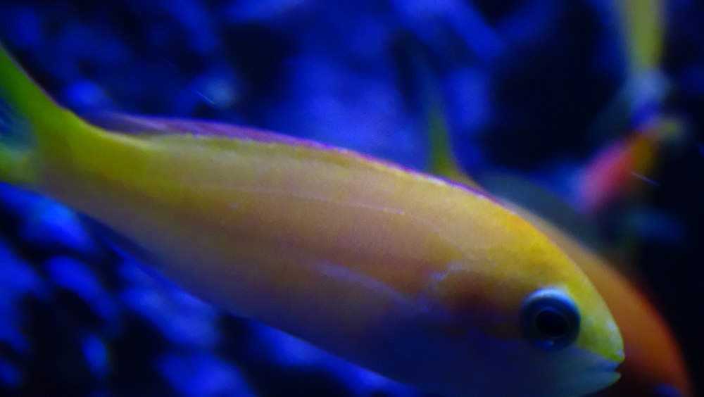 Антиас трехцветный, m /Pseudanthias kashiwae