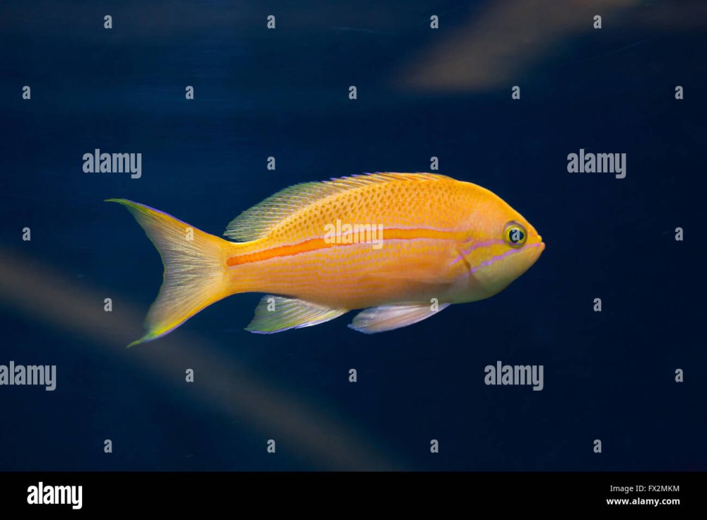 Sea Goldie Lyretail