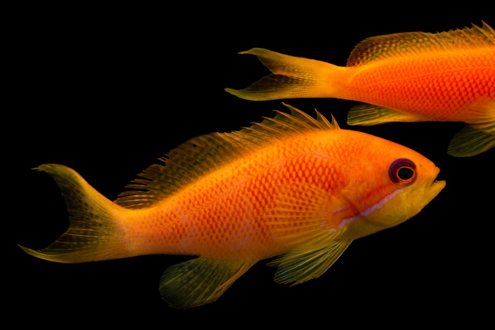 Pseudanthias squamipinnis