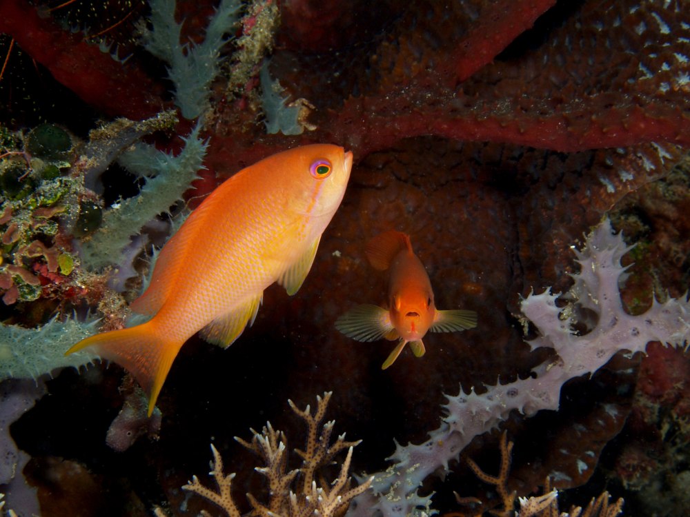 Pseudanthias squamipinnis