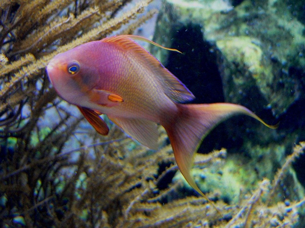 Pseudanthias squamipinnis
