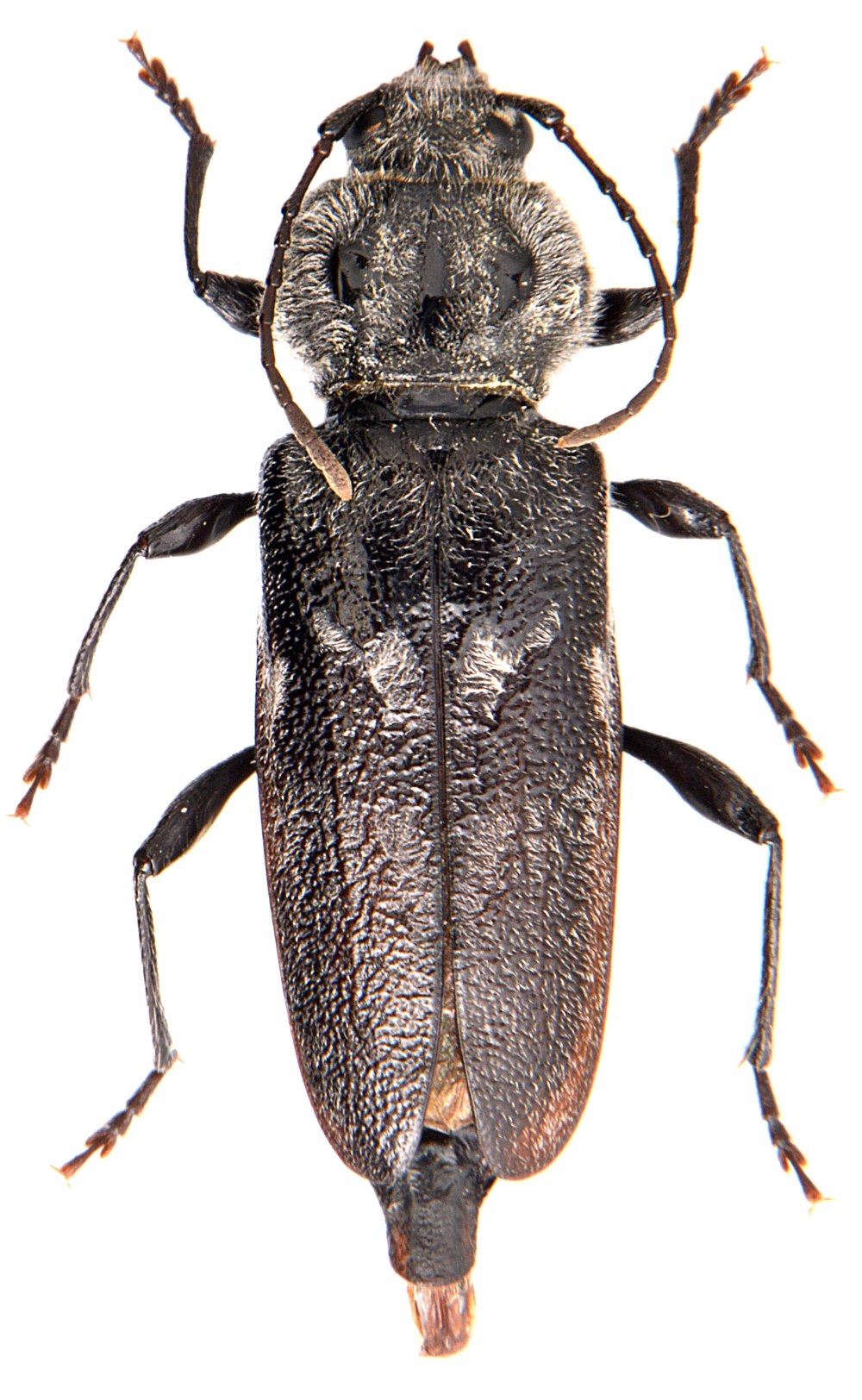 Hylotrupes bajulus Жук