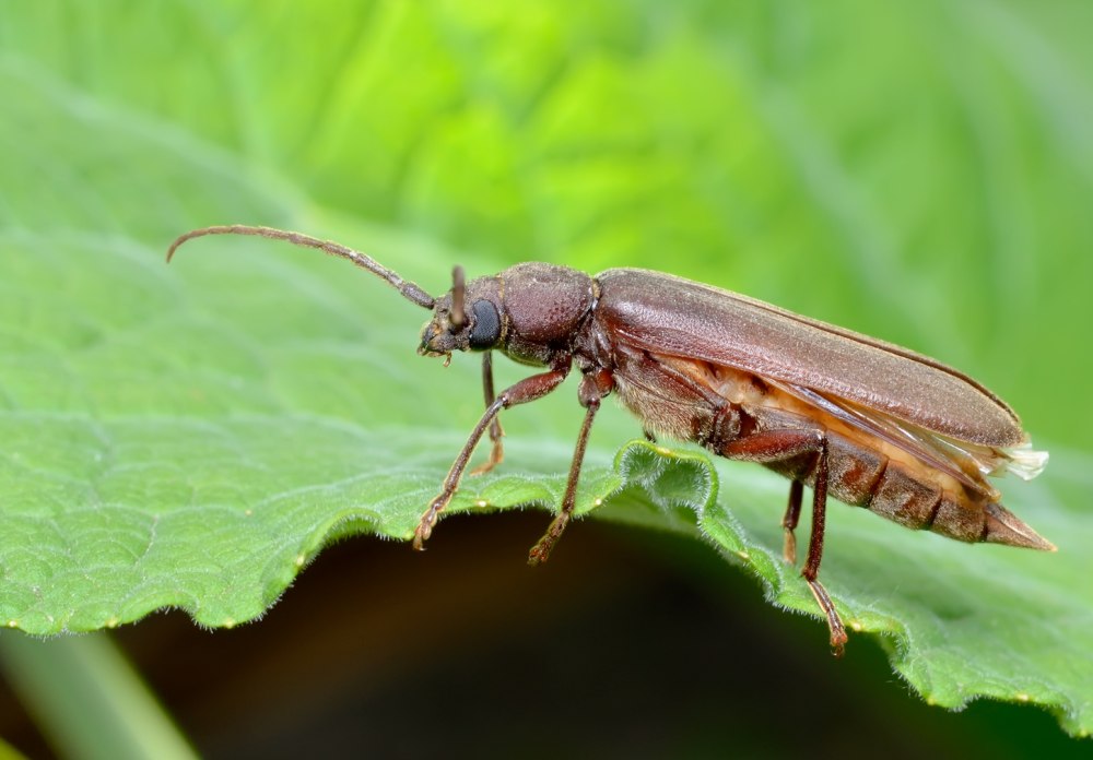 Arhopalus Rusticus усач бурый Сосновый