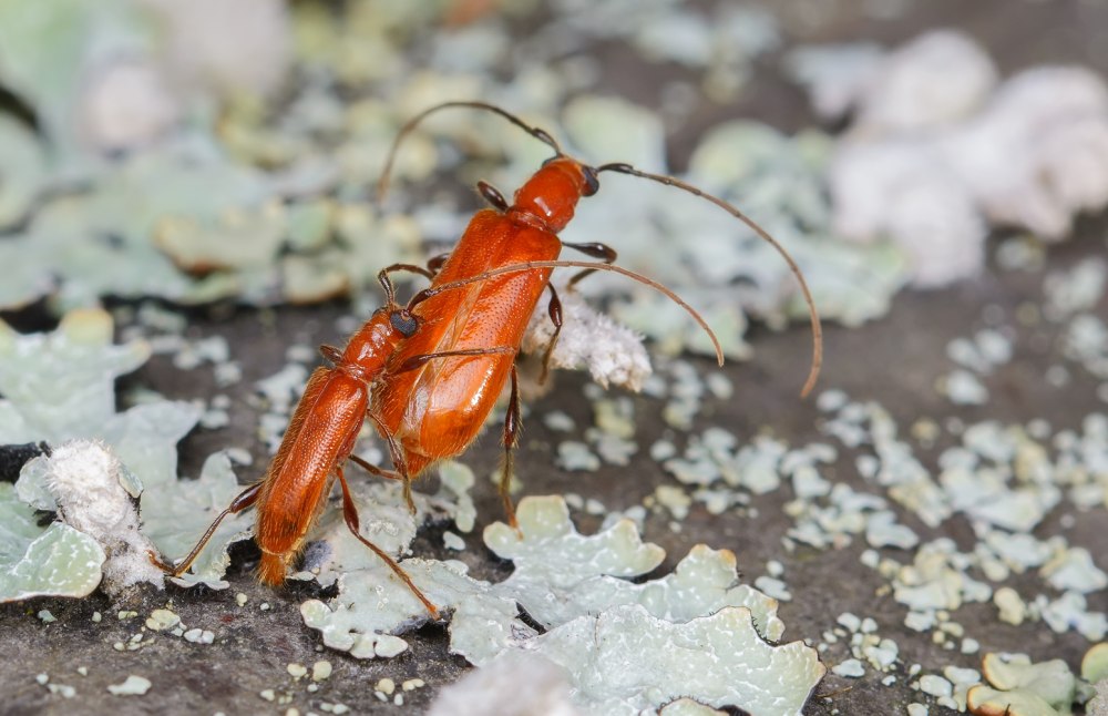 Obrium cantharinum