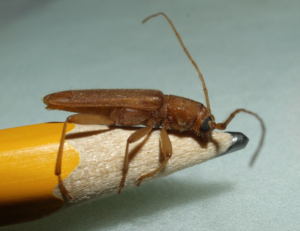 Рыжий домовый усач Stromatium Unicolor