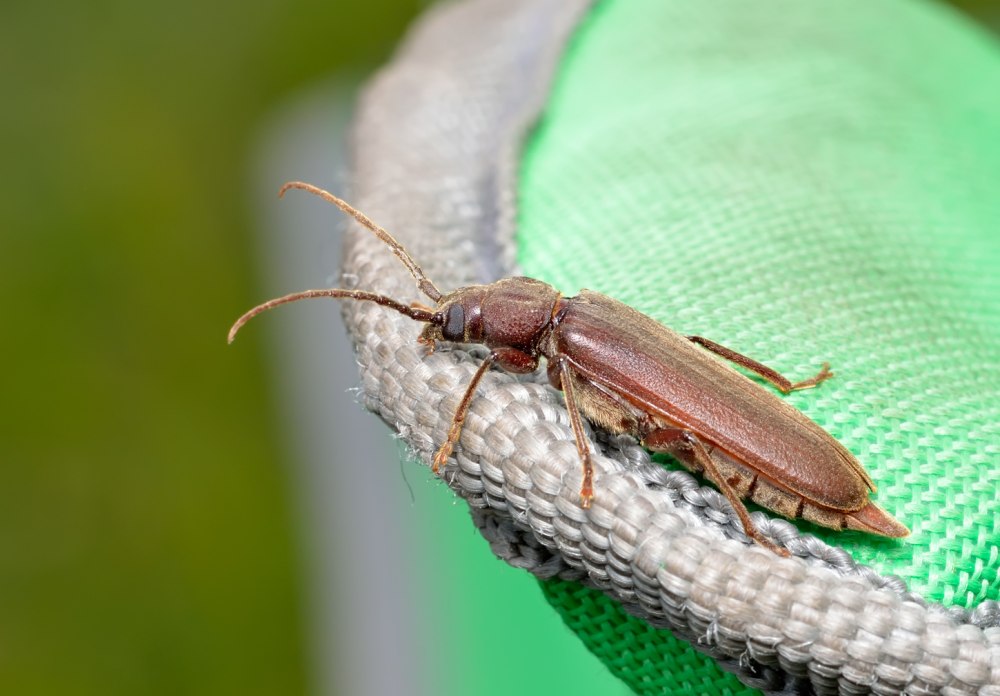 Arhopalus Rusticus