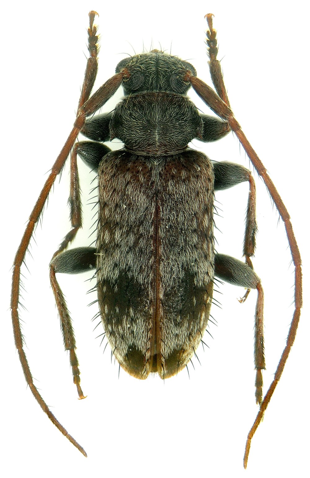 Exocentrus Lusitanus