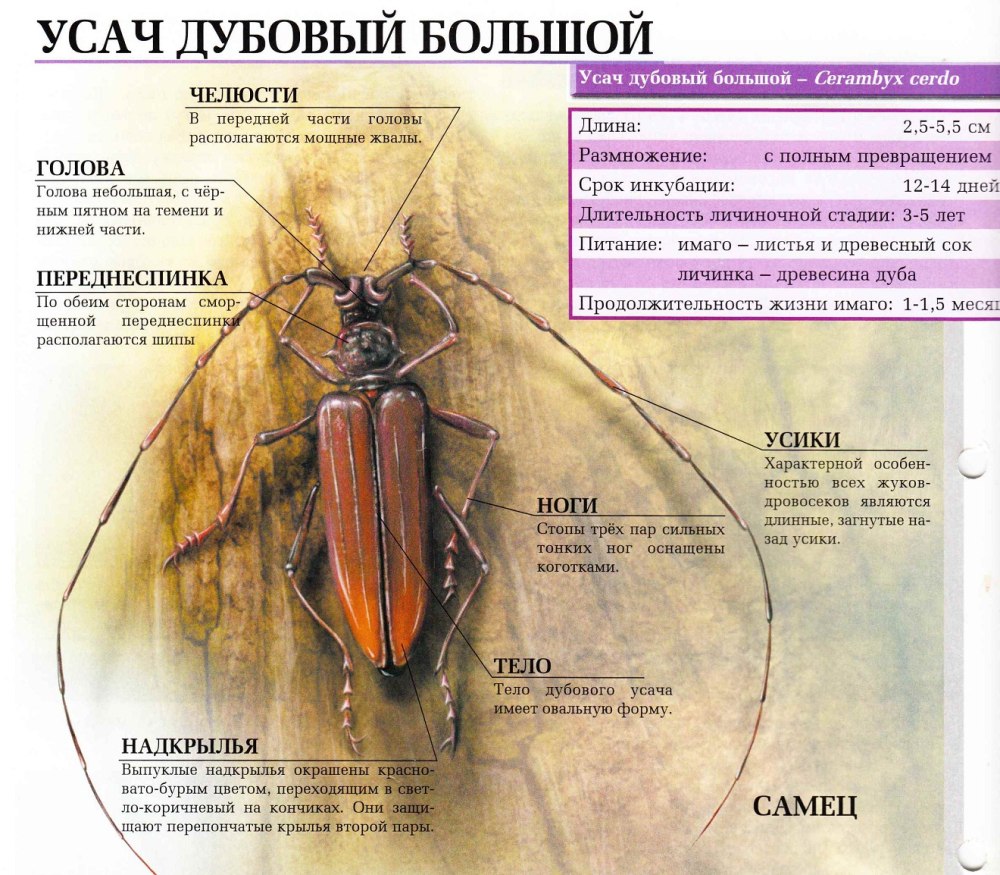 Усач большой дубовый Тип развития