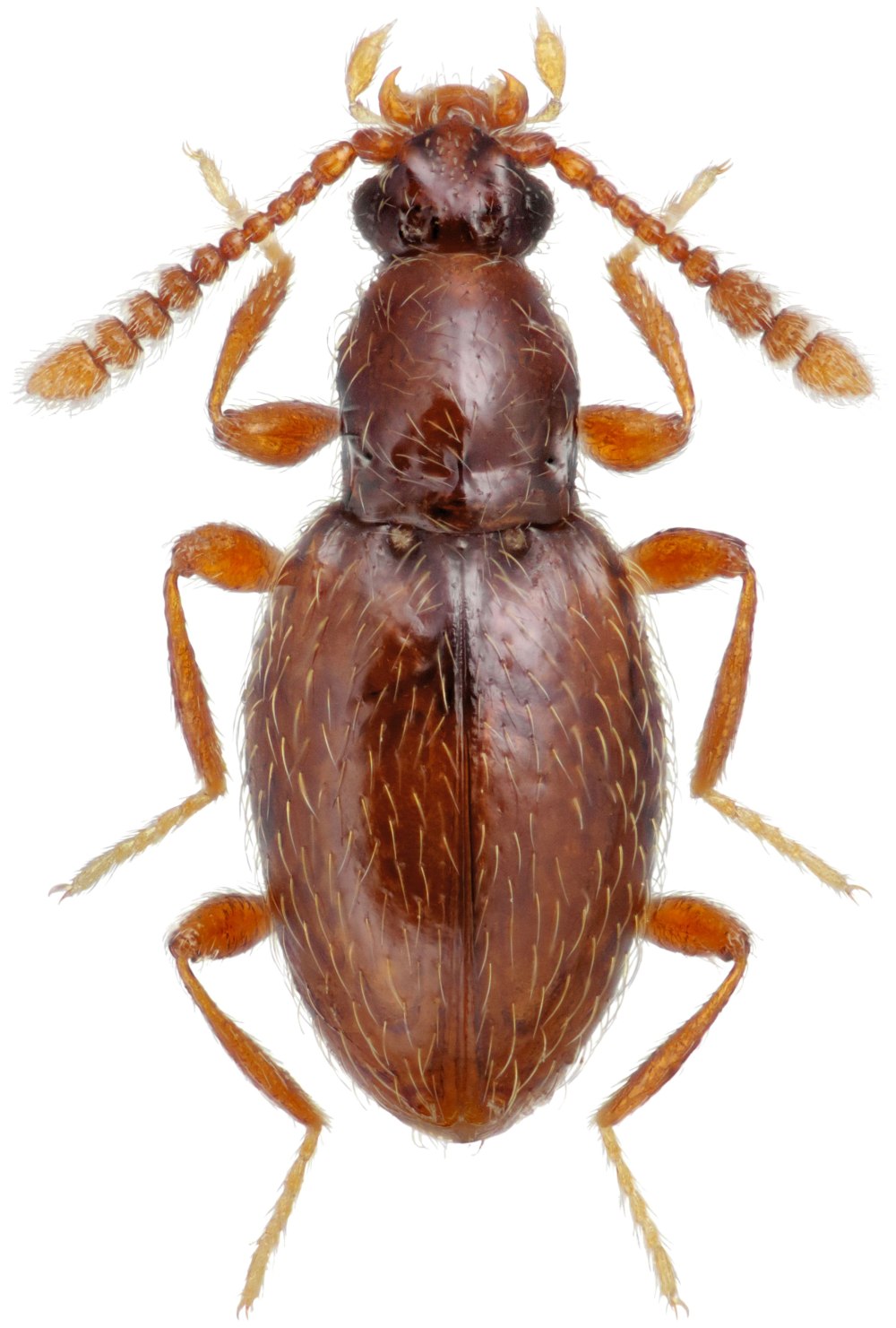 Scydmaenidae Zin