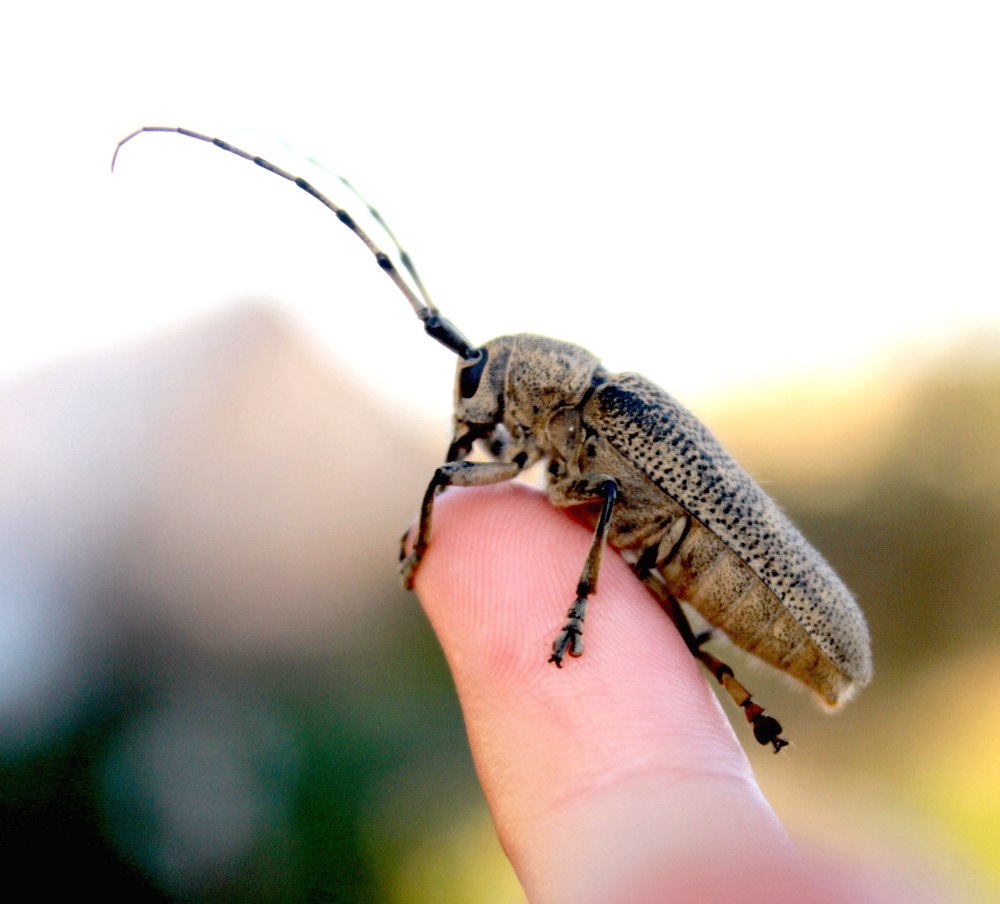 S. carcharias (Linnaeus, 1758)