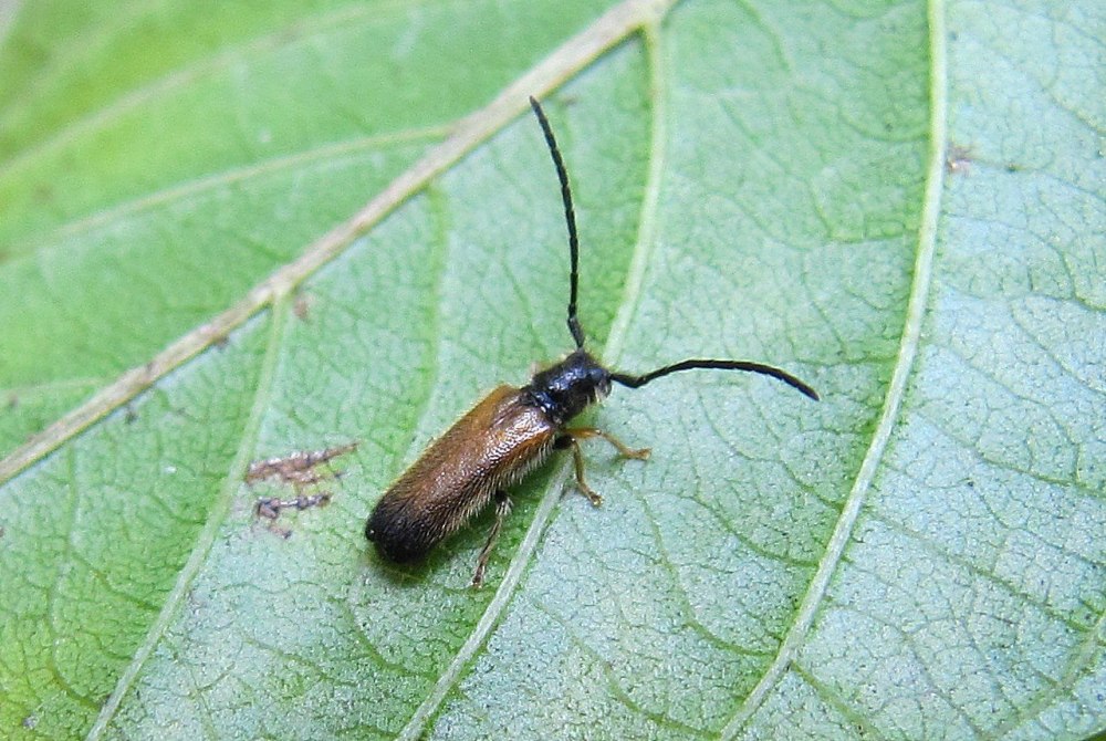 Tetrops praeusta