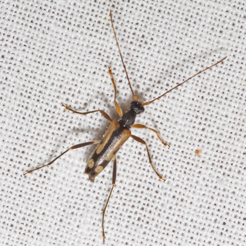 Ichthyoxenus amurensis