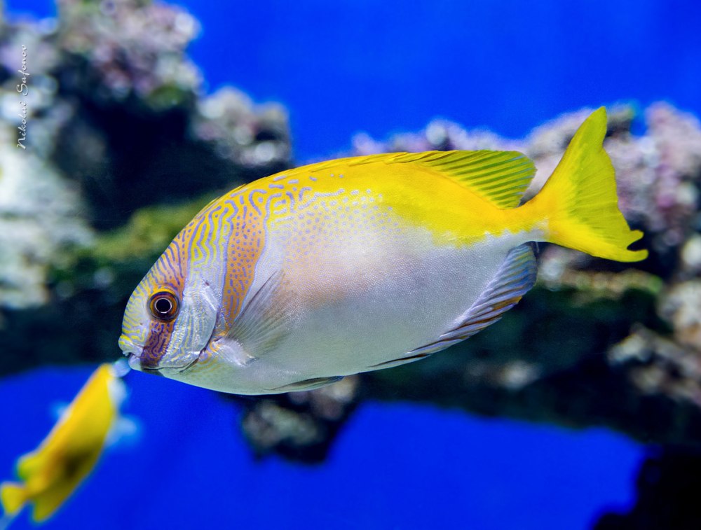 Siganus doliatus