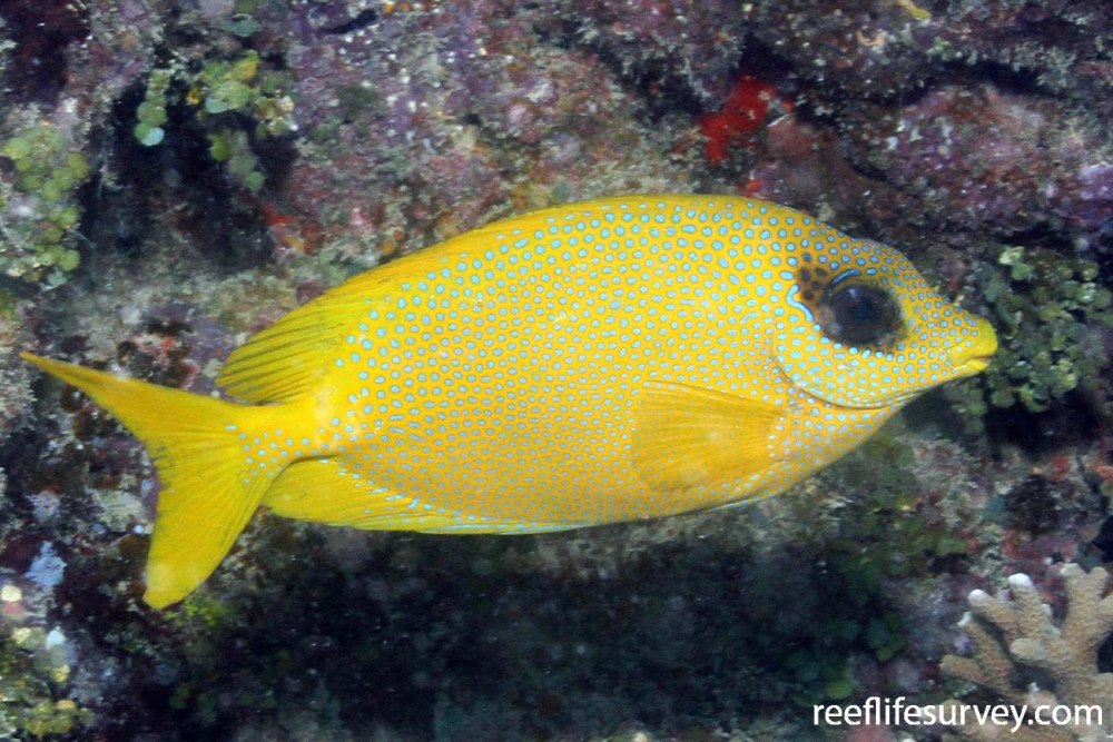 Siganus corallinus